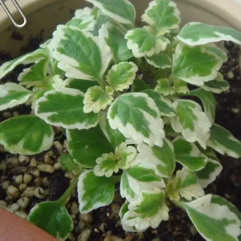 凤梨薄荷的百度百科:http://baike.baidu.com/view/1146364.htm