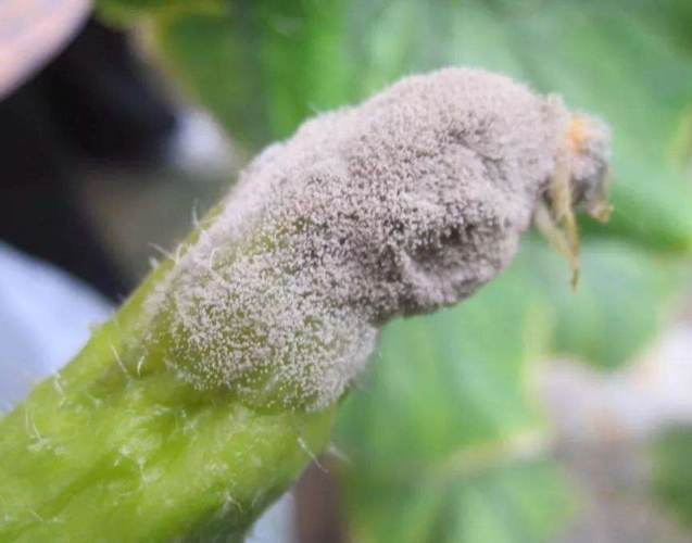 农作物灰霉病的特点,危害症状及无公害防治方法