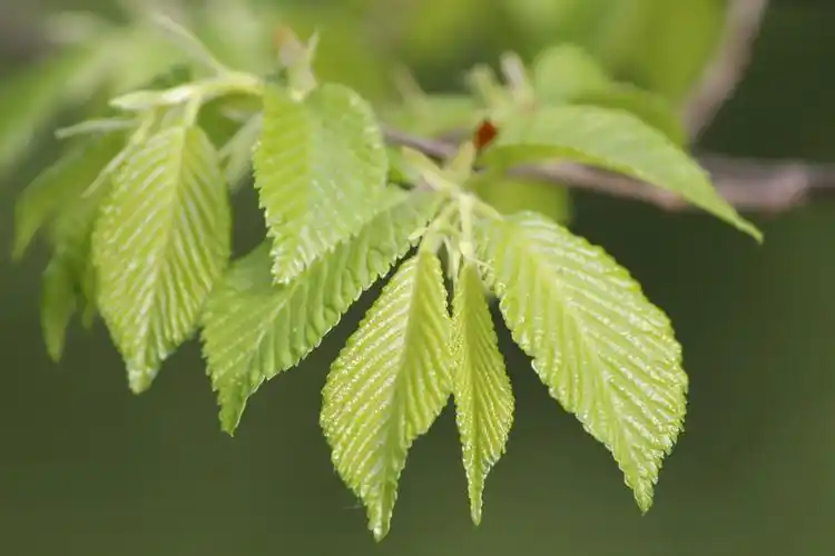 榆树叶微距