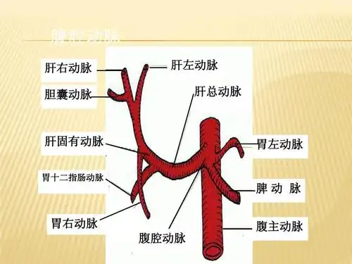 腹部及下肢血管解剖(动脉)