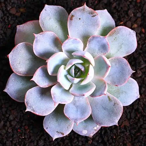 纳格兰直销精选多肉植物室内多肉组合盆栽绿植花卉霜之朝