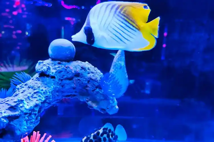 水族馆