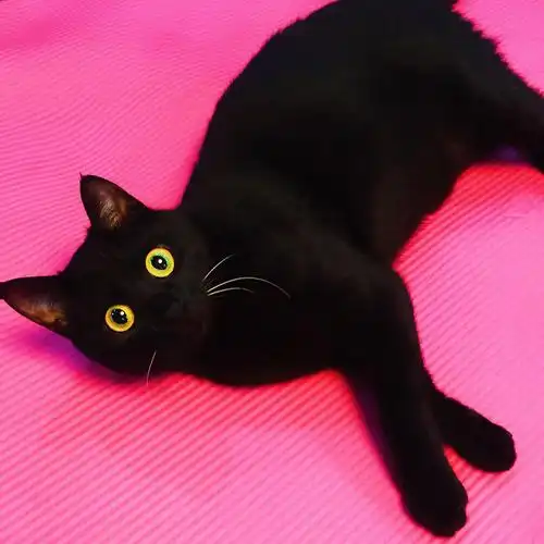 1976年孟买猫曾被爱猫者协会选为冠军.