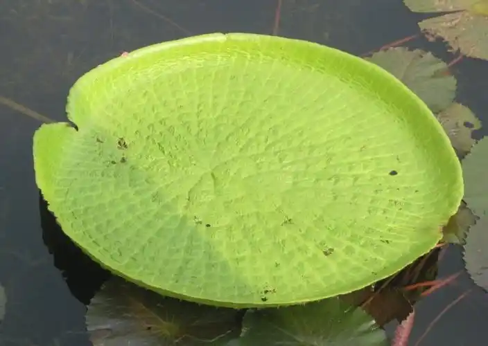 【jpg】圆形莲花叶子