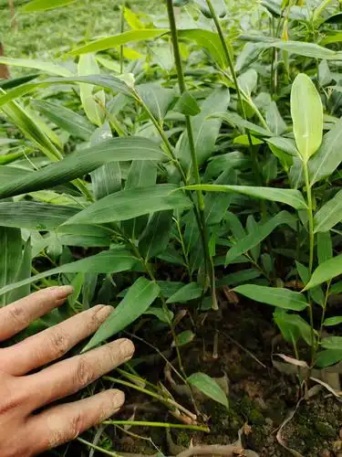 方竹苗笋纯天然植物食品口感非常好