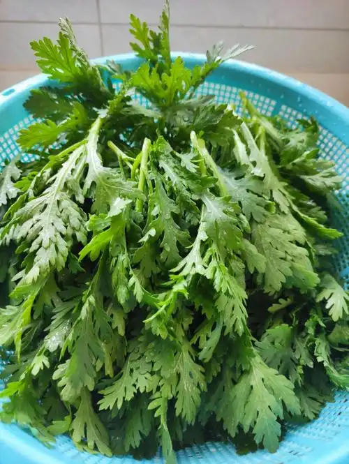 移栽的第一筐茼蒿也爆筐啦,移栽的时候留足了生长空间,所以茼蒿长得