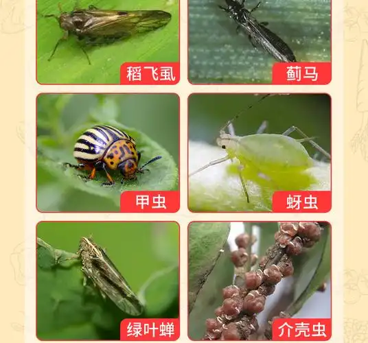 20%呋虫胺打蓟马跳甲蚜虫稻飞虱绿叶蝉果树蔬菜呋虫咹 杀虫剂农药