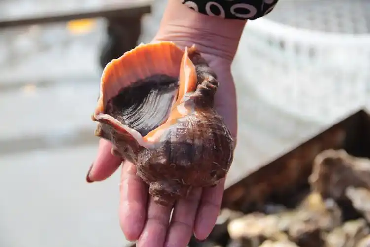 探访青岛积米崖海鲜码头巴掌大的海螺每斤卖28元