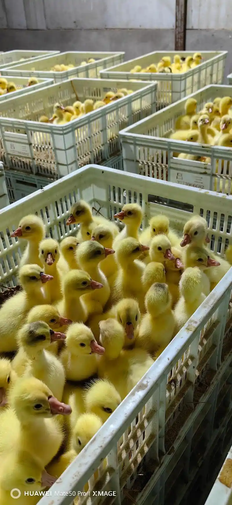 常年孵化浙东鹅苗,大三花鹅苗,普三鹅苗回收成品鹅. - 抖音