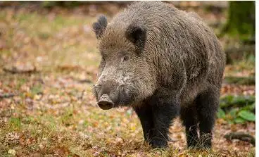 切尔诺贝利食人巨鼠苏联核泄漏变异老鼠图片