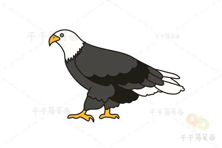 白头鹰简笔画白头海雕的简笔画怎么画白头鹰用简笔画怎么画
