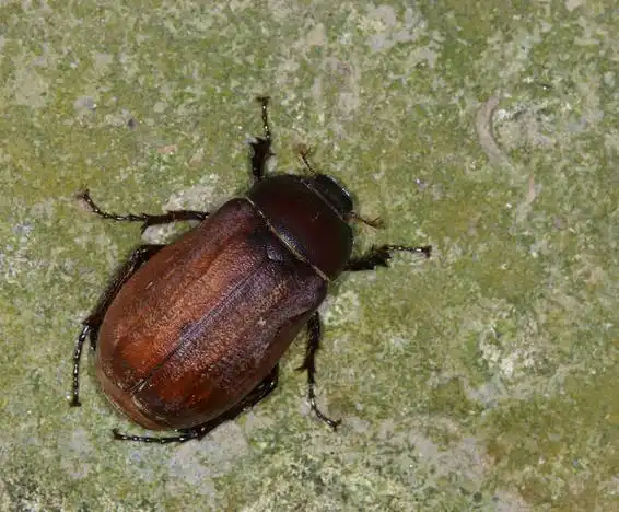 宽齿爪鳃金龟 (动物)