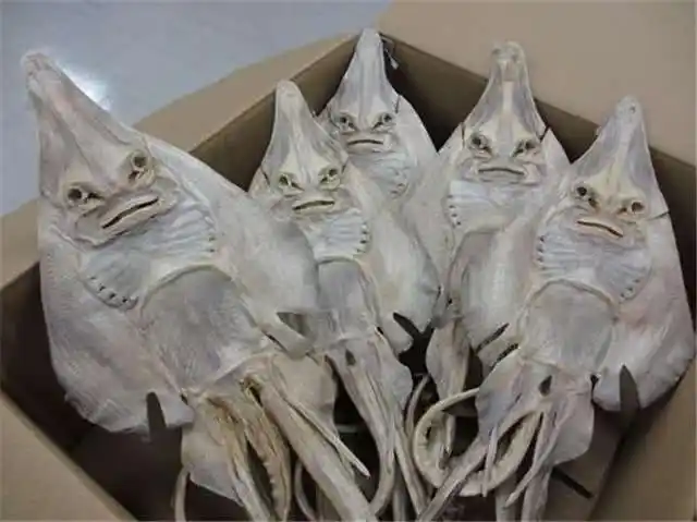 35米长的"西利曼海蛇"?聊聊欧美那个疯狂造假的时代