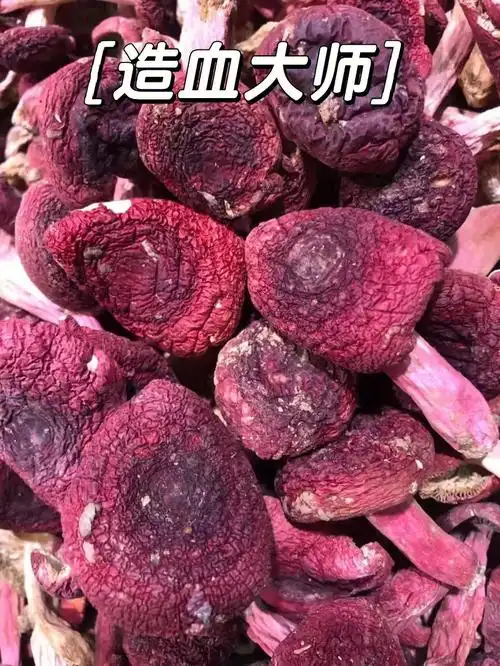 福建三明高山野生红菇