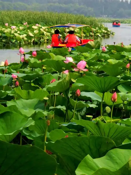 荷花与人划船在荷花中