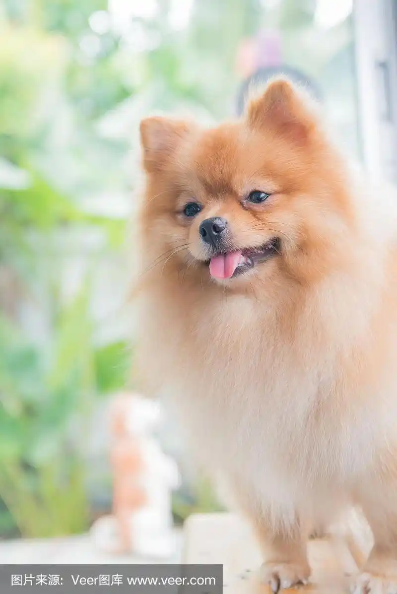 可爱的棕色博美犬