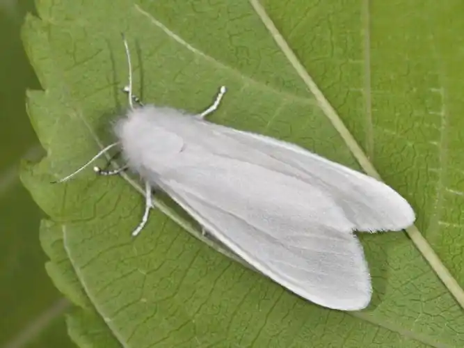 纤细至极的白色恶魔