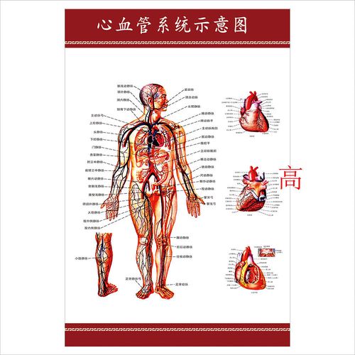 心血管系统示意图 人体解剖图 医学知识自粘自贴画