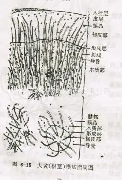 xpb001 掌叶大黄根茎横切 xpb002 何首乌块根横切 xpb003 威灵仙横切