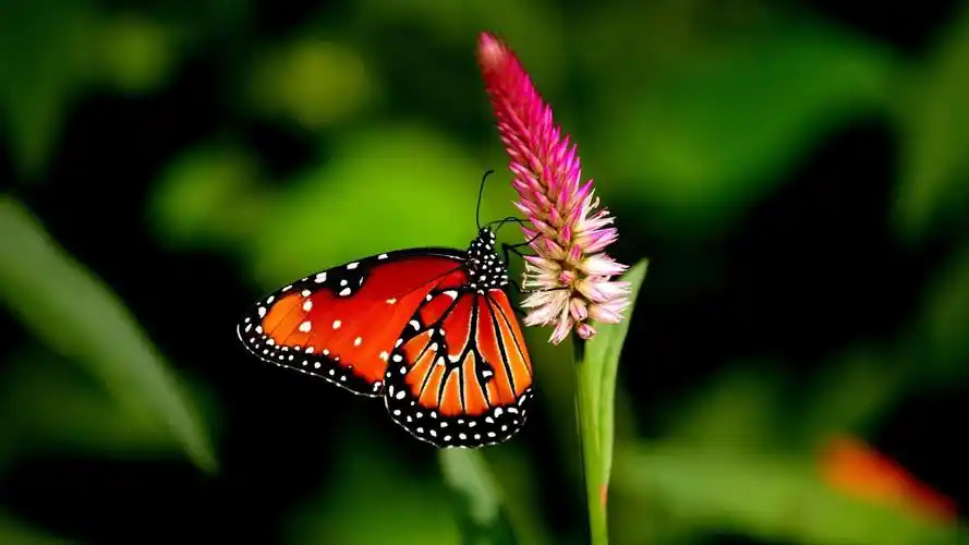 色彩斑斓的蝴蝶高清桌面壁纸