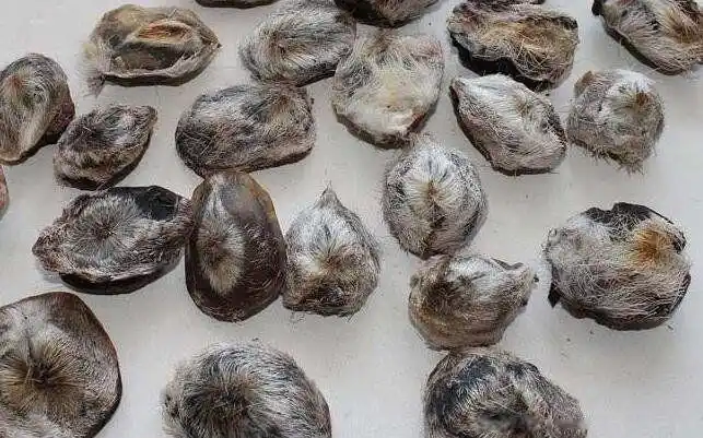 麝香是啥动物身上的东西 哪个部位取出来的