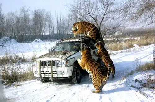 哈尔滨东北虎喂食