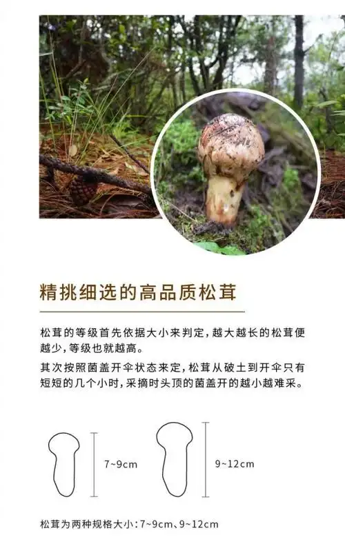 松茸的价格因品质的不同也有所差异,较高品质的小金松茸价格在110
