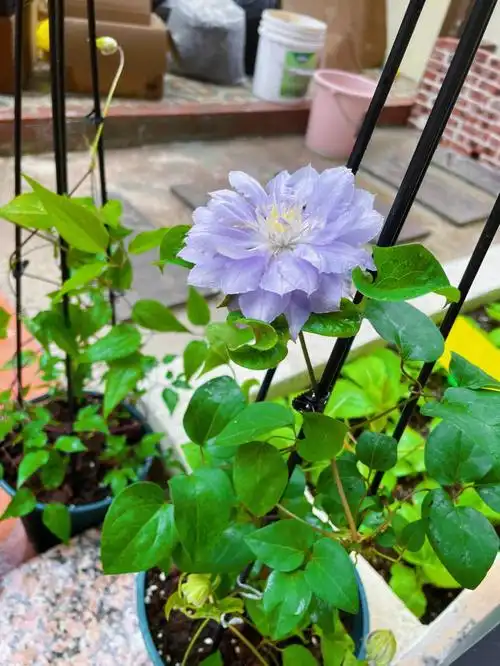 铁线莲种植 #铁线莲円空