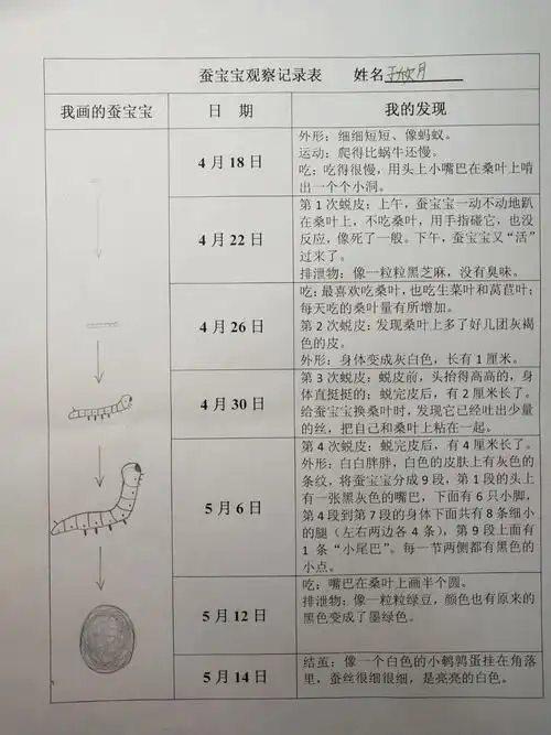 蚕宝宝观察日记