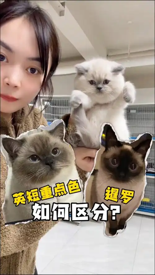 英短重点色和暹罗猫如何区分#猫咪 #新手养猫 #暹罗猫
