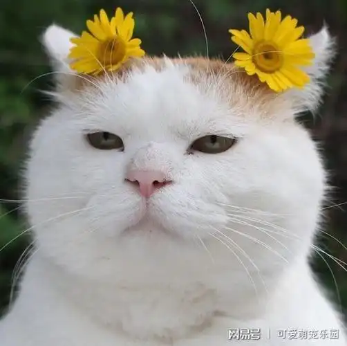 为什么人们会觉得猫咪脸大了很可爱呢?