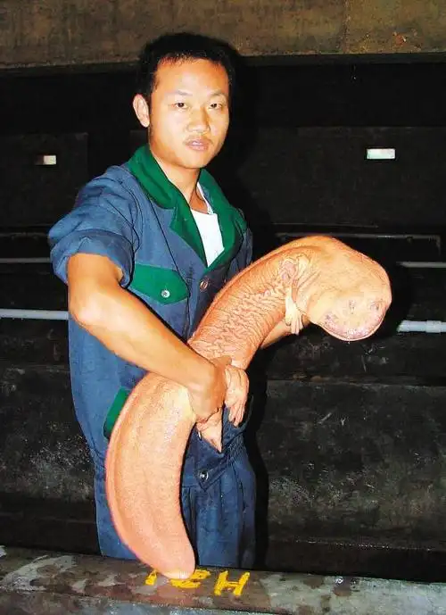 河北供应娃娃鱼苗之娃娃鱼养殖核心要领