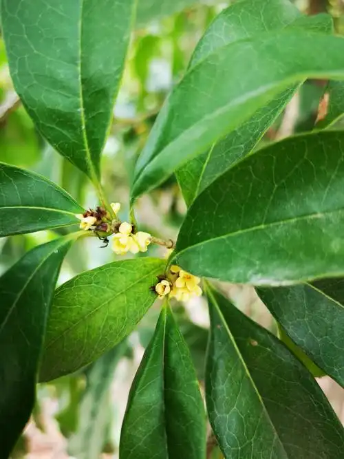 丹桂飘香秋高气爽