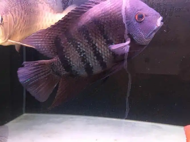 出野生帝王虎斑菠萝 - 四川鱼友俱乐部 - cta南美水族