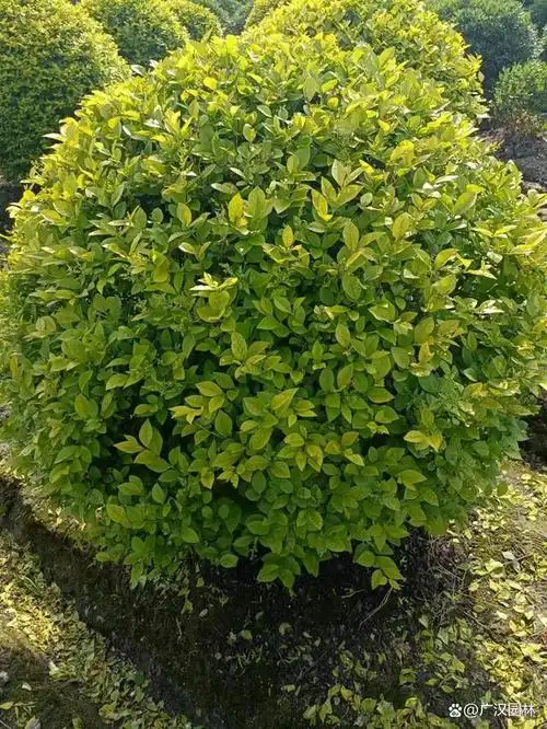 金叶女贞球从高度上来看的话,没有乔木那么高的高度,那么它就是属于