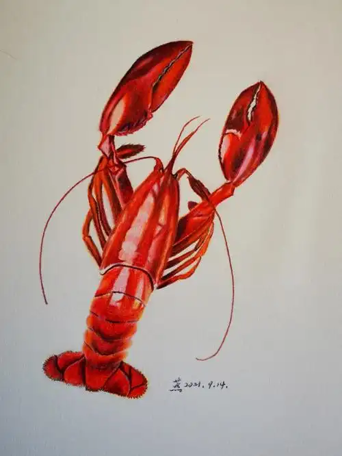 彩铅画练习40小龙虾临