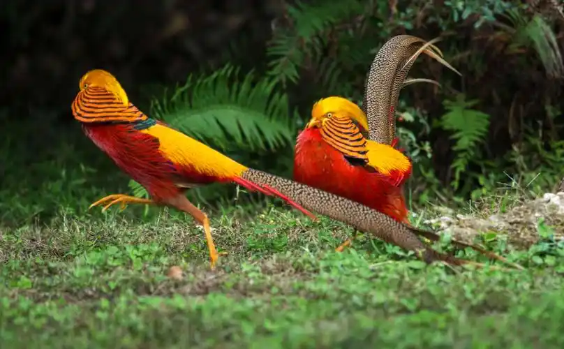 百鸟之王……鹥(凤凰),太阳神鸟