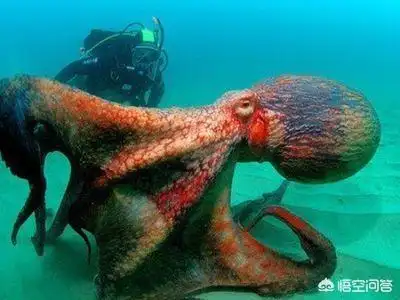 大王乌贼图片,巨枪乌贼和大王乌贼谁大?