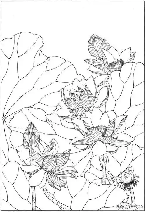 高清荷花白描画稿54图收藏