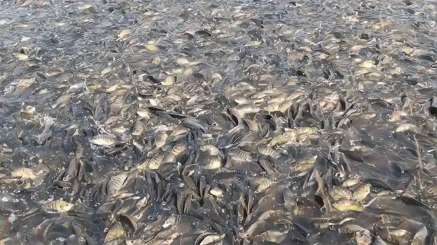 这里的罗非鱼已经到了泛滥成灾的地步了可是为什么没有钓鱼人