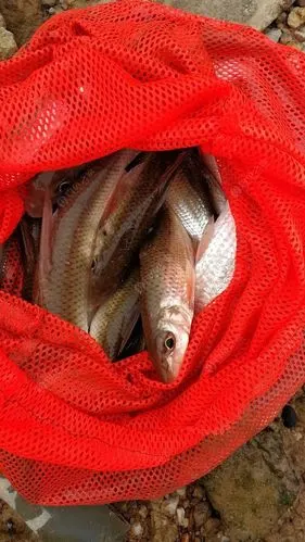 清一色沙沟鱼,足足有两三斤,拉力大,好玩