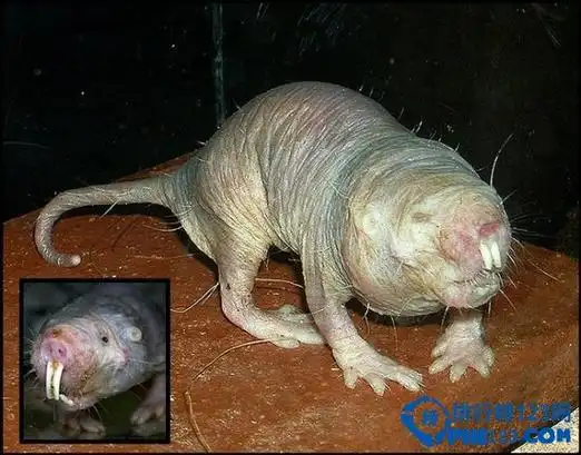 世界上最恐怖的动物排行榜