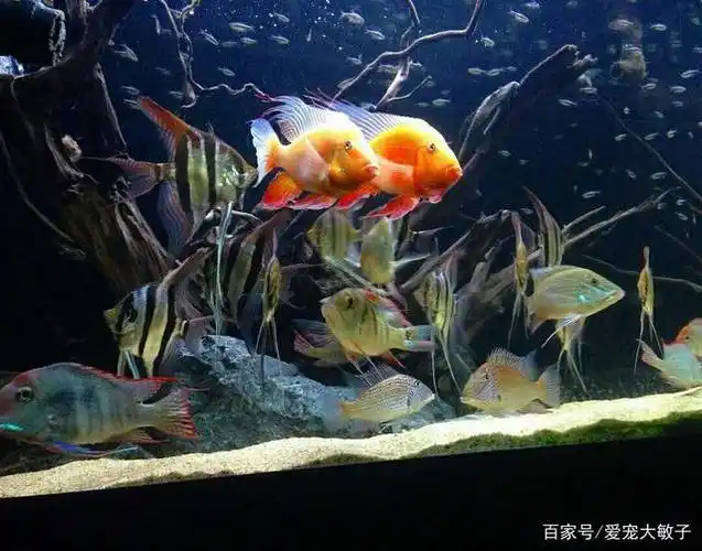 38x23x40的鱼缸能养几条鱼?鱼的饲养有哪些注意事项