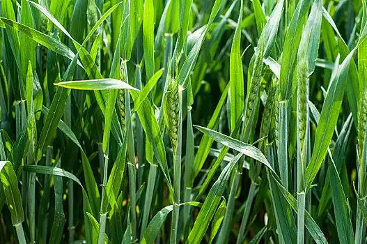 绿油油的麦田中麦苗长出青色的麦穗