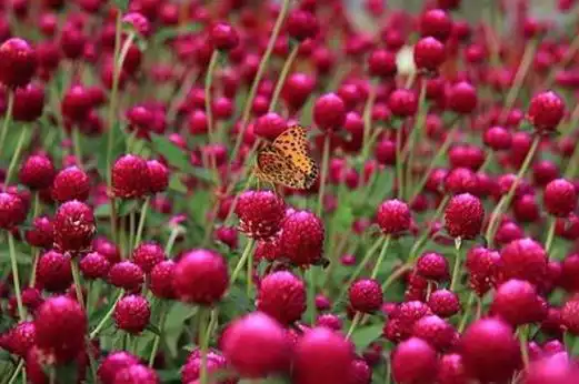 千日红的花语和寓意 千日红代表什么