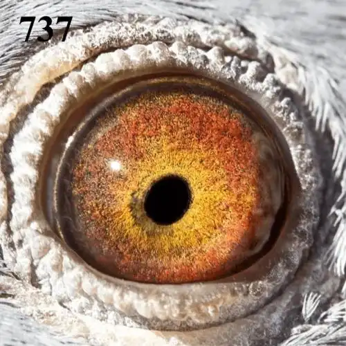 解读赛鸽"高级内线口的特征"