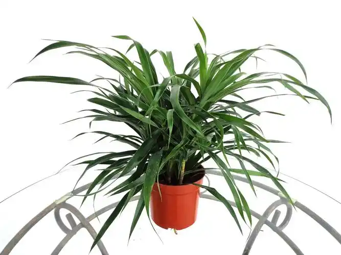 细叶百合竹小盆栽农场直销