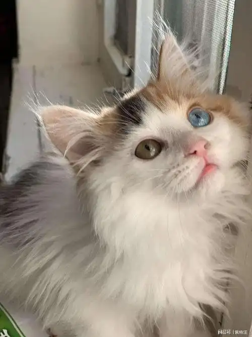 三花猫都是母猫吗三花猫为什么招财