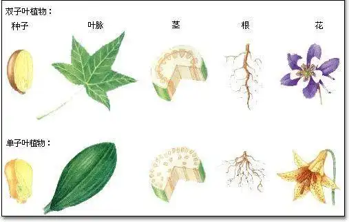 双子叶和单子叶植物怎么区分?