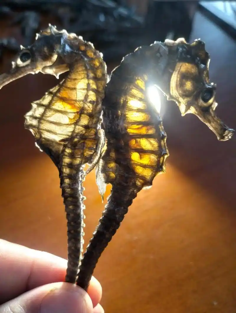 谭门港线纹海马干,活力满满!